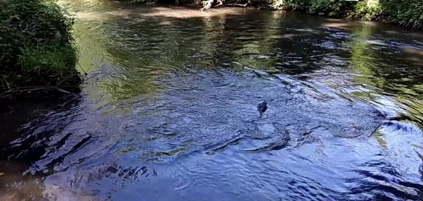 Venta Derechos de Agua 654 Lts/seg. — fotografía 1